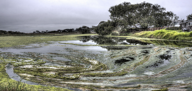 New Algae Process Turns Sewage Into Biofuel and Drinking Water