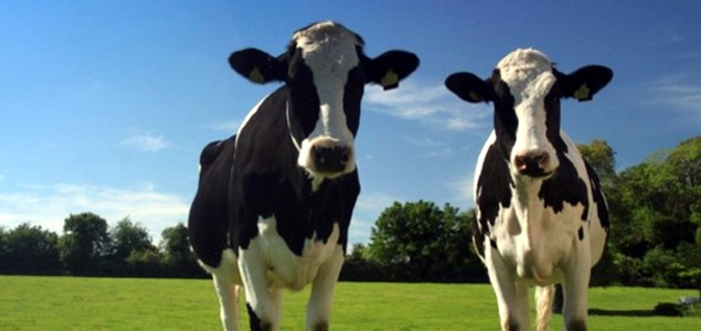 Nestlé Announces Landmark Commitment to Welfare of Farm Animals