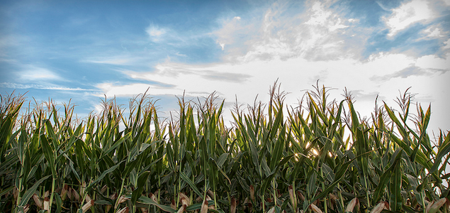 Novozymes, Monsanto Discover Microbes That Can Boost Corn and Soybean Yields