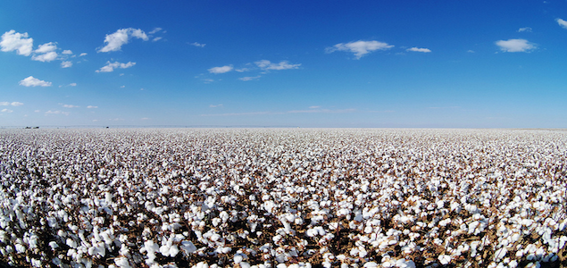 Report: Reducing Water in Cotton Industry Makes Good Business Sense