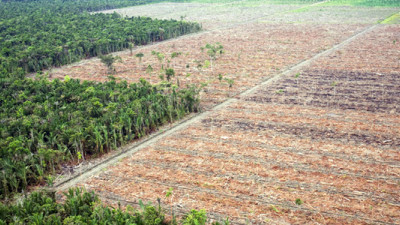 Unilever, WRI Partner to End Tropical Deforestation Through Supply Chain Transparency