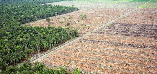 Unilever, WRI Partner to End Tropical Deforestation Through Supply Chain Transparency