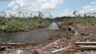 Investors Press Palm Oil Producers to Halt Deforestation