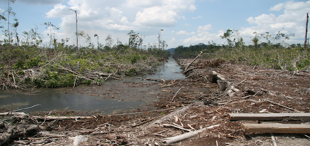 Investors Press Palm Oil Producers to Halt Deforestation