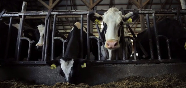 How Ben & Jerry's and NativeEnergy Helped a Vermont Dairy Farmer Turn Waste Into a Resource