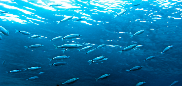 MSC-Labeled Seafood Products Increase by 118% in 5 Years