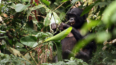 Congo, Wildlife Works Unveil Program to Protect 9M Hectares from Deforestation