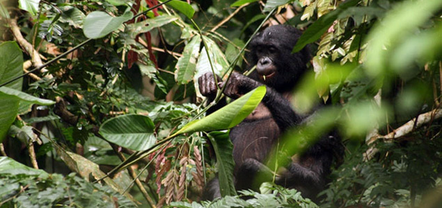 Congo, Wildlife Works Unveil Program to Protect 9M Hectares from Deforestation