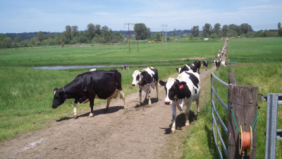 Manomet’s VCI Drives Unprecedented Awareness on Key Topics of Dairy Farm Sustainability