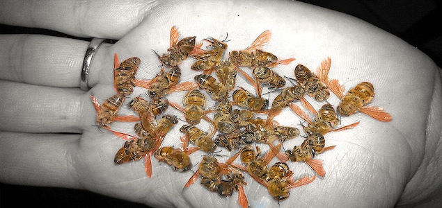 Activists Dressed as Bees Protest at Lowe’s Stores in Philadelphia & Brooklyn