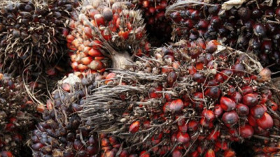 Bunge Jumps into Deforestation-Free Palm Oil with a Splash