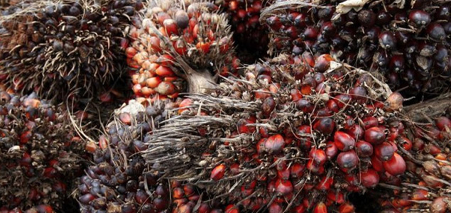 Bunge Jumps into Deforestation-Free Palm Oil with a Splash