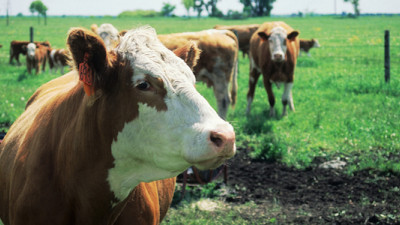 GRSB Approves Global Principles, Criteria for Sustainable Beef