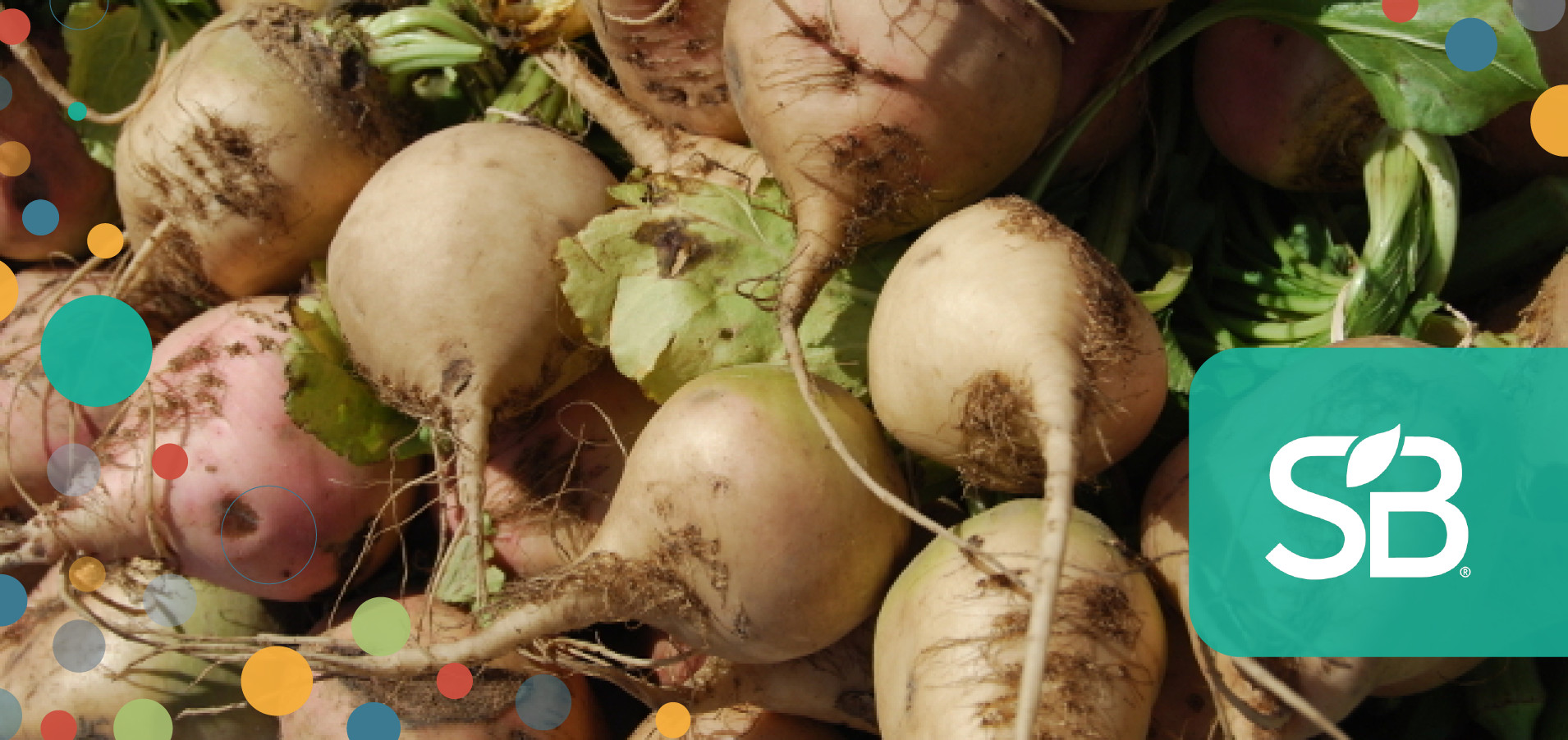 AkzoNobel and Partners Considering Sugar Beets as Renewable Chemical