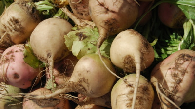 AkzoNobel and Partners Considering Sugar Beets as Renewable Chemical Feedstock