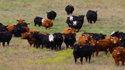 Cargill, Kennedy and Coe to Develop Beef Cattle Sustainability Assessment