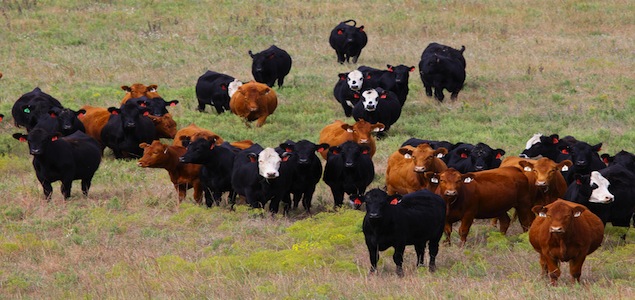 Cargill, Kennedy and Coe to Develop Beef Cattle Sustainability Assessment