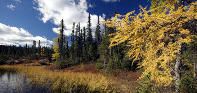 Best Buy Does Better for Canada's Forests by Committing to Sustainable Paper