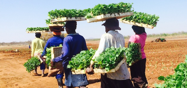 Boeing, South African Airways Prepare for First Tobacco Harvest for Sustainable Aviation Biofuel 