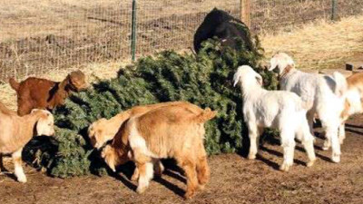 Latest Weapon in Battle to Reduce Christmas Tree Waste: Goats