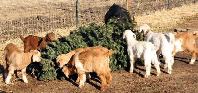 Latest Weapon in Battle to Reduce Christmas Tree Waste: Goats