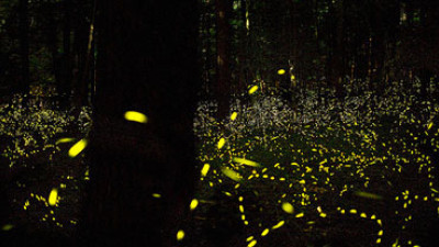Scientists Make LEDs 55 Percent More Efficient by Imitating Fireflies
