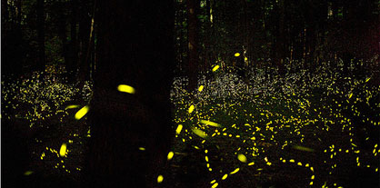 Scientists Make LEDs 55 Percent More Efficient by Imitating Fireflies