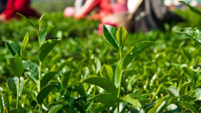 Tata, Unilever Launch Tea 2030 Project