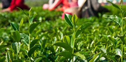 Tata, Unilever Launch Tea 2030 Project