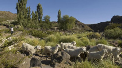Patagonia Cultivating Sustainable Wool in Namesake Region