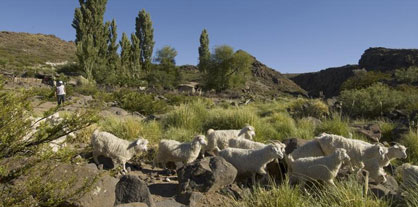 Patagonia Cultivating Sustainable Wool in Namesake Region