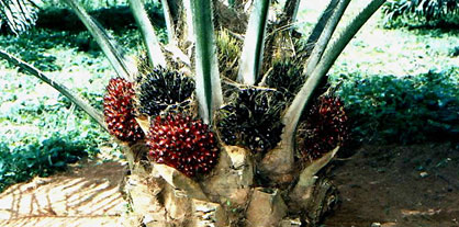 Starbucks Shifting to 100% Sustainable Palm Oil Sources by 2015