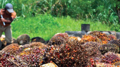 Only 38% of Palm Oil Production by RSPO Members Certified Sustainable