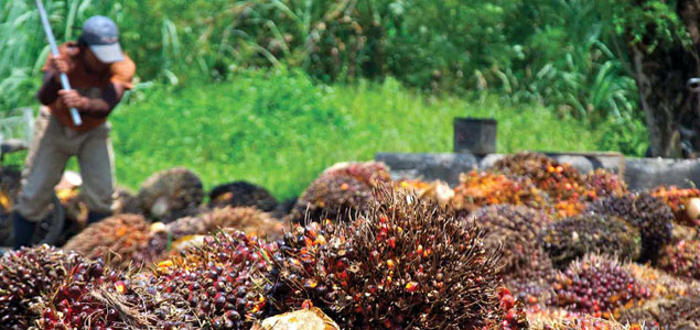 Only 38% of Palm Oil Production by RSPO Members Certified Sustainable