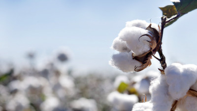  Bayer CropScience Launches e3 Sustainable Cotton Program