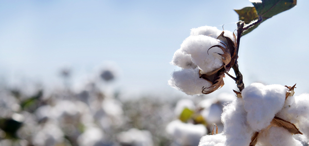  Bayer CropScience Launches e3 Sustainable Cotton Program