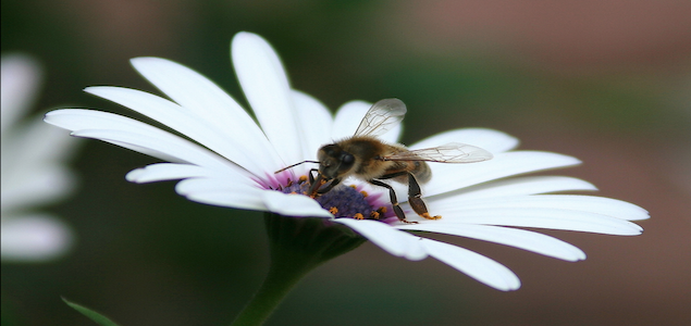 EPA Develops Pesticide Label to Protect Bee Populations