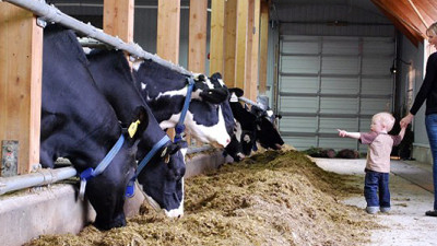 EcoDairy Harnessing the Hidden Power of Cow Manure