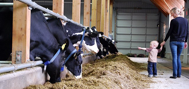 EcoDairy Harnessing the Hidden Power of Cow Manure