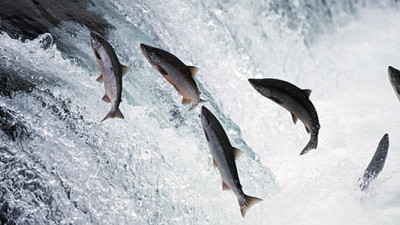  Walmart Considers Cutting Alaskan Salmon Processors After 40 Drop MSC Label