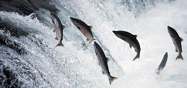  Walmart Considers Cutting Alaskan Salmon Processors After 40 Drop MSC Label