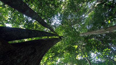 Leaders Discuss Private Sector's Role in Mitigating Climate Change at REDD+ Talks: NYC