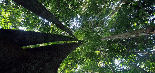 Leaders Discuss Private Sector's Role in Mitigating Climate Change at REDD+ Talks: NYC