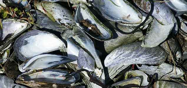 University of Bath Researchers Treating Wastewater with Seafood Shells