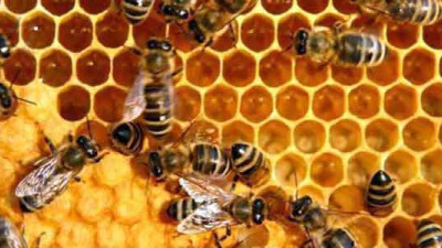 Monsanto Launches Coalition to Reverse Decline of Honey Bee Populations