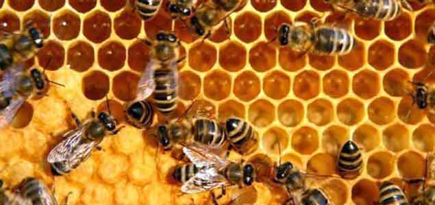 Monsanto Launches Coalition to Reverse Decline of Honey Bee Populations