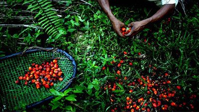 Unilever Pledges 100% Traceable Palm Oil by End of 2014