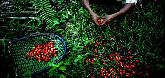 Unilever Pledges 100% Traceable Palm Oil by End of 2014