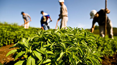 Peruvian Stevia Farm Becomes World's First to Achieve Rainforest Alliance Certification