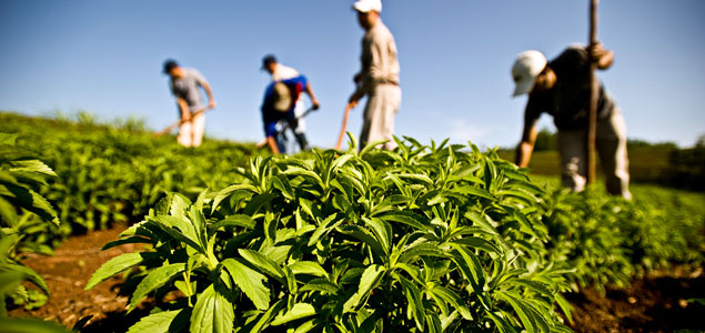 Peruvian Stevia Farm Becomes World's First to Achieve Rainforest Alliance Certification